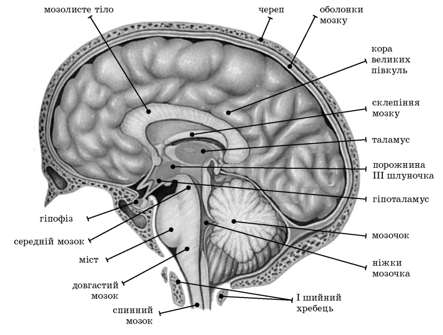 Будова головного мозку людини