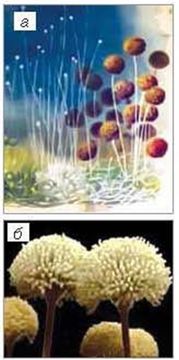 При изготовлении какого продукта используют микроскопические грибы дрожжи