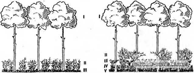 Схема структурної організації одно-, дво- і триярусного рослинного угруповання