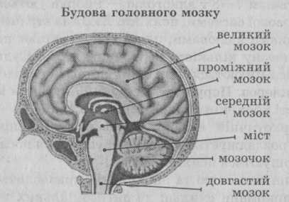 Будова головного мозку