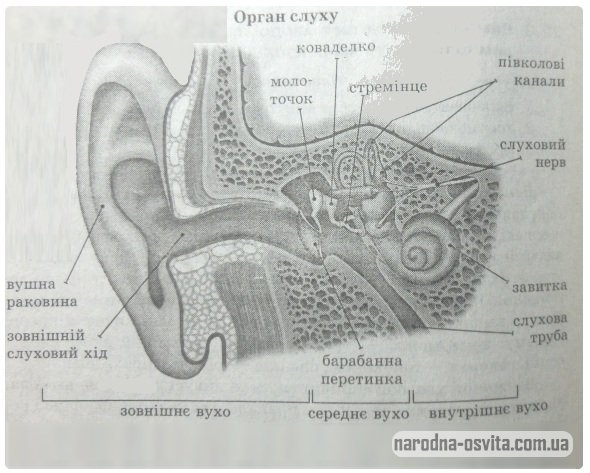будова органу слуху людини
