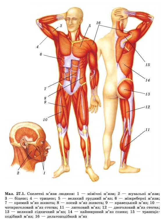 Скелетні м'язи людини