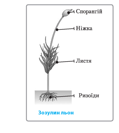 Органи багатоклітинних рослин