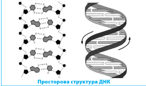 просторова структура ДНК