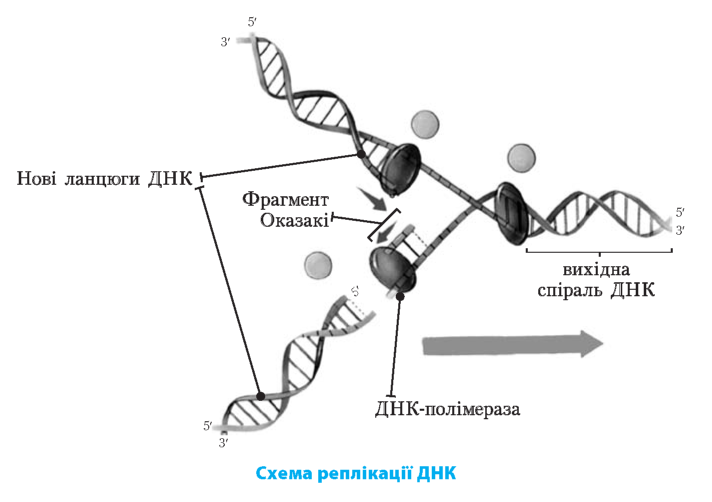 схема реплікації ДНК