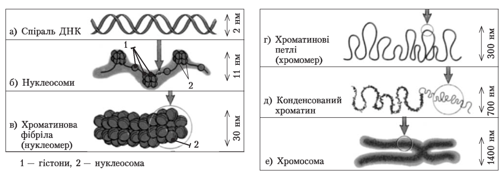 Рівні структурної організації хромосом