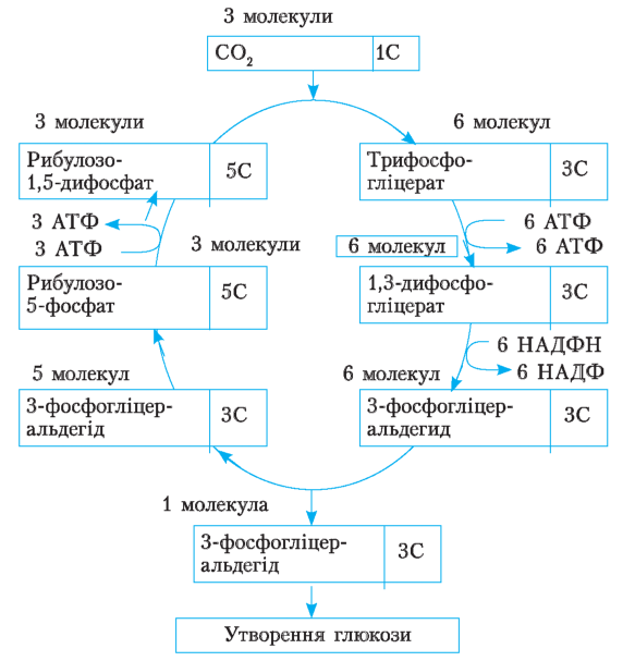  Темнова фаза фотосинтезу (цикл Кальвіна)