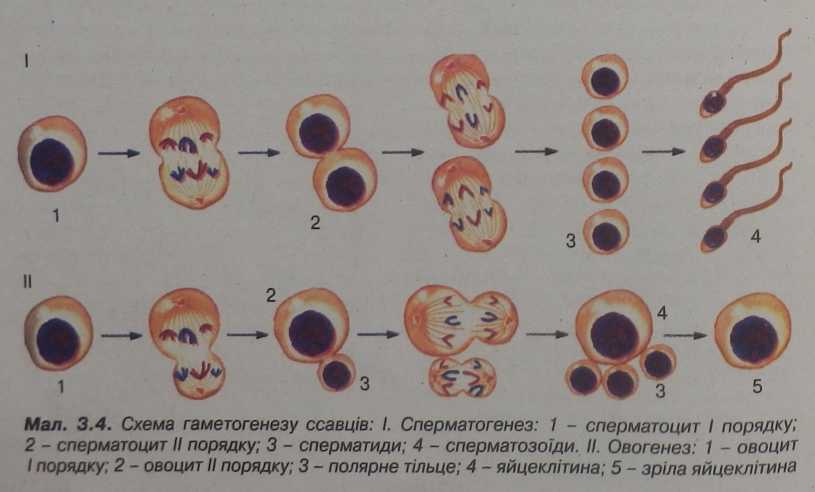 Схема гематогенезу ссавців