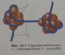 структура нуклеосоми