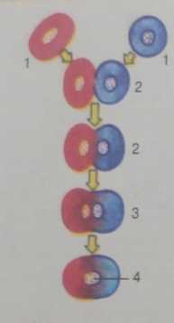 Мал. 17.3. Гібридизація соматичних клітин: 1 - батьківські кліти­ни; 2 - початкові етапи злиття цитоплазми; 3 - утворення єдиної клітини з двома ядрами; 4 - злиття ядер гібридної клітини