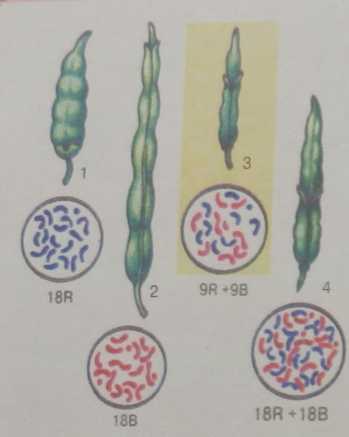 Мал. 17.6. Гібрид капусти та редьки - видів з різних родів родини Капустяні: 1 ~ редька та її хромосомний набір (2п= 18); 2-капус­та та її хромосомний набір (2 п = /#>. 3 - диплоїдний (2 п) стерильний гібрид- 4 - здатний до розмноження тетраплоїдний гібрид (4 п = 36)