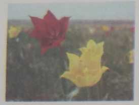 Мал. 17.7. Цвітіння тюльпанів Шренка в українському степу