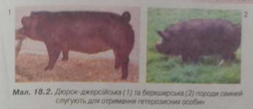 Дюрок-джерсійська та беркширська породи свиней
