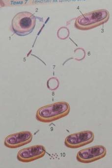 Мал. 18.4. Перенесення генів у бактеріальну клітину: 1 - людська клітина; 2 - молекула ДНК людської клітини; 3 - клітина бактерії; 4 - бактеріальна плазміда; 5 - ген який кодує гормон інсулін; 6-за допомогор ферменту бактеріальну плазміду «розшивають»; 7 - за допомогою іншого ферменту ^вшива­ють» ген гормону інсуліну у бактеріальну уїлазміду, отримуючи рекомбінантшу ДНК; 8 - плазміду-вектор вводять у клітину бакте­рії; 9 - при розмноженні бактеріальної кліти­ни відбувається клонування гену інсуліну; 10- молекули синтезованого інсуліну
