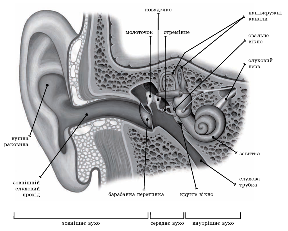 будова слухового аналізатора