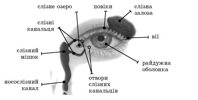 Характеристика допоміжного апарату ока
