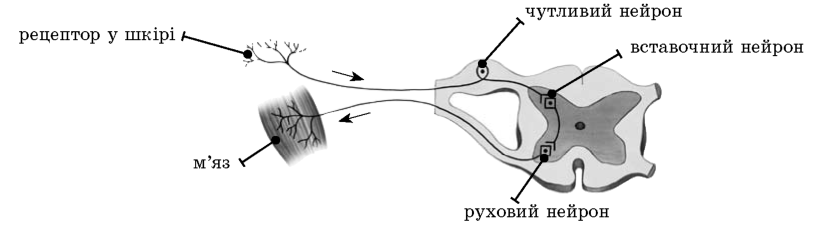 Рефлекторна дуга парасимпатичної нервової системи