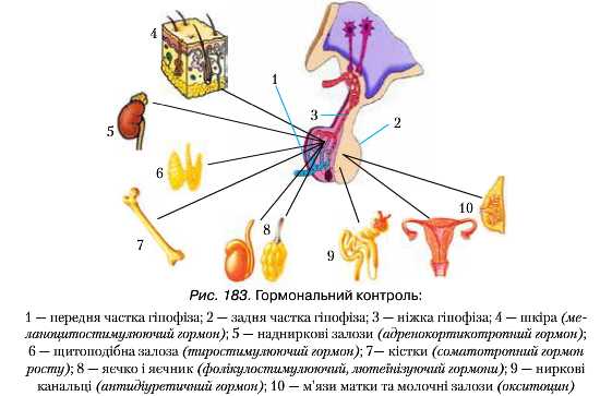 Реферат: Особливості сомато статевого розвитку і функції системи гіпофіз гонади та щитоподібної залози при